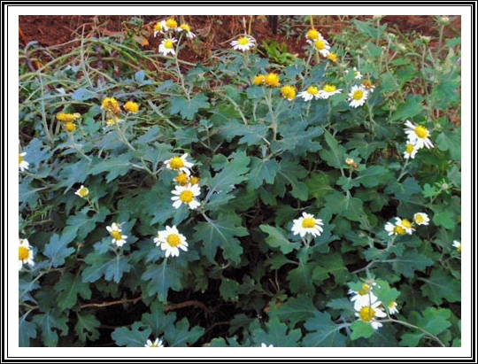 リュウノウギク（竜脳菊）キク科...