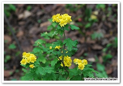 キクタニギク（菊渓菊）キク科（...