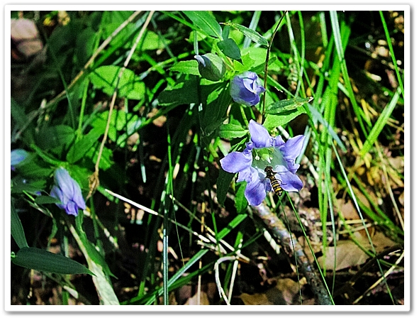 花柄は初冬まで残る。 乾燥する...