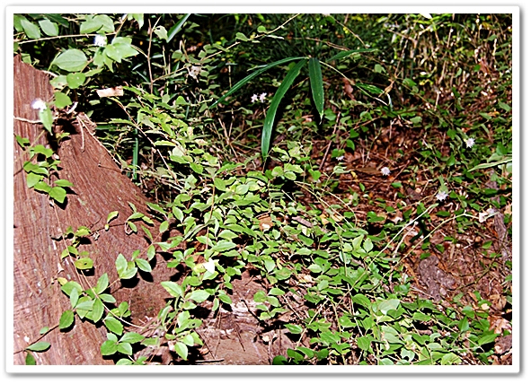 コウヤボウキ（高野箒） キク科...