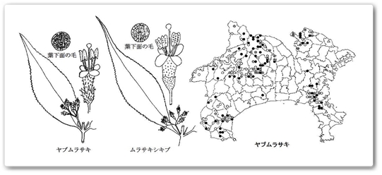 《 雅羅・/・〝晩秋の樹実〟❖...
