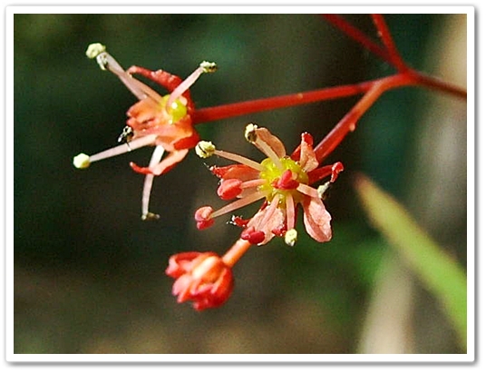 雌雄同株。一つの花序に雄花と両...