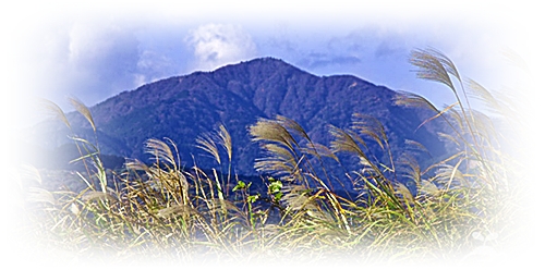 丹沢山地・大山を背景にするオギ...