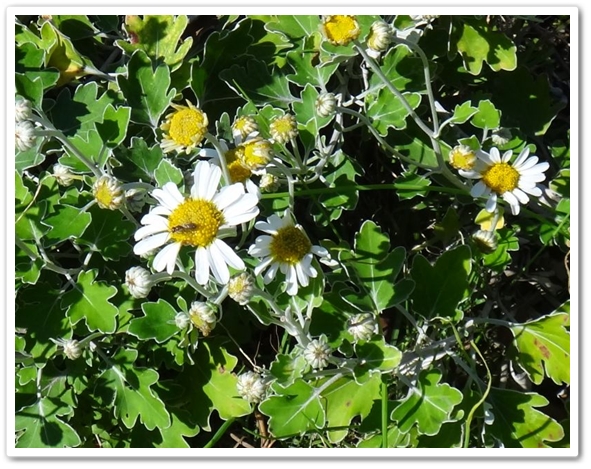 ※　舌状花の白い花が多い。　※...
