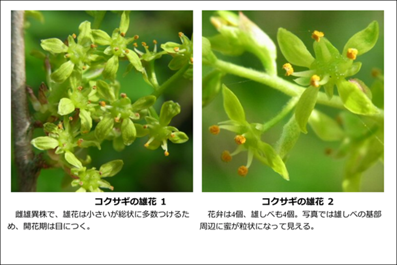 《 雅羅・/・〝冬の樹〟❖ ’...