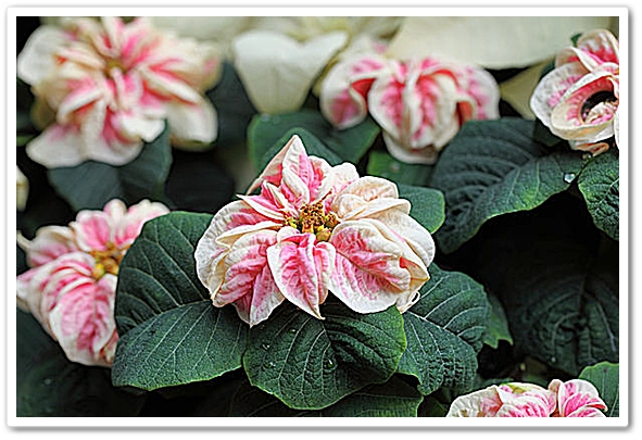 この時期、花がすくない。葉の色...