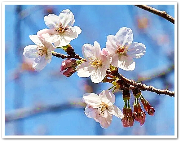ヨコハマヒザクラ（横浜緋桜）　...