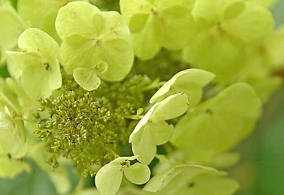 ２００５紫陽花・イメージ！！
