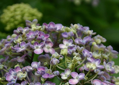 おたふく紫陽花！！