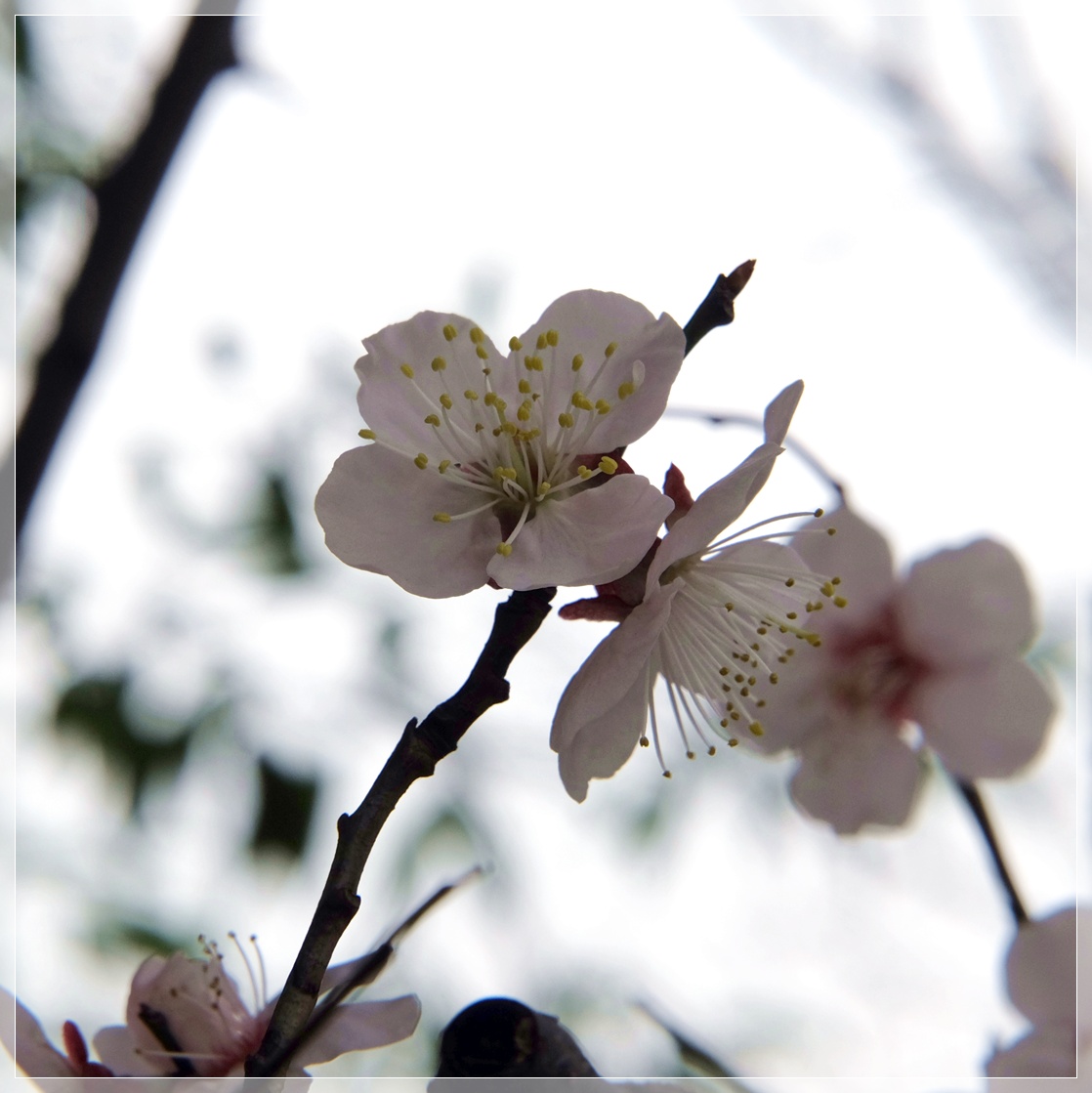 支那実桜 襍樹 古往今来347 緑 海気浴 襍にbloguru Bloguru