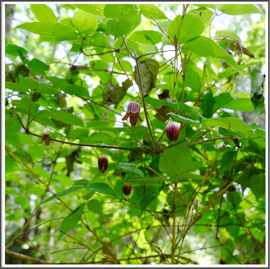 蔓植物 半鐘蔓 襍観 点描 １６ 緑 海気浴 襍にbloguru Bloguru
