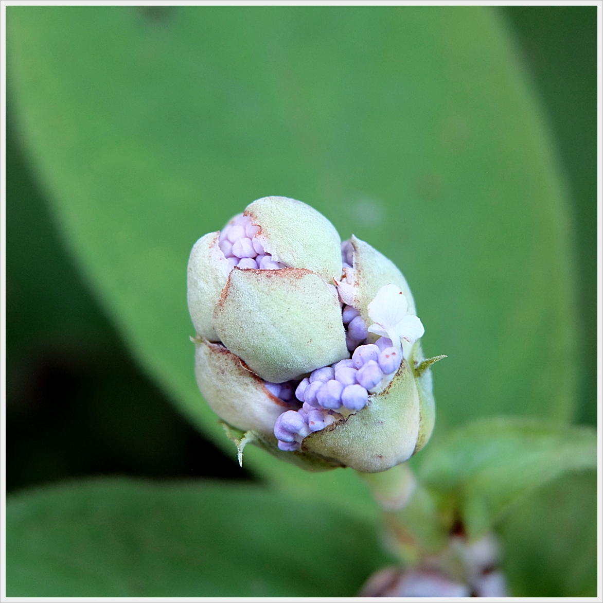 秋 紫陽花 １ 襍観 点 緑 海気浴 襍にbloguru Bloguru