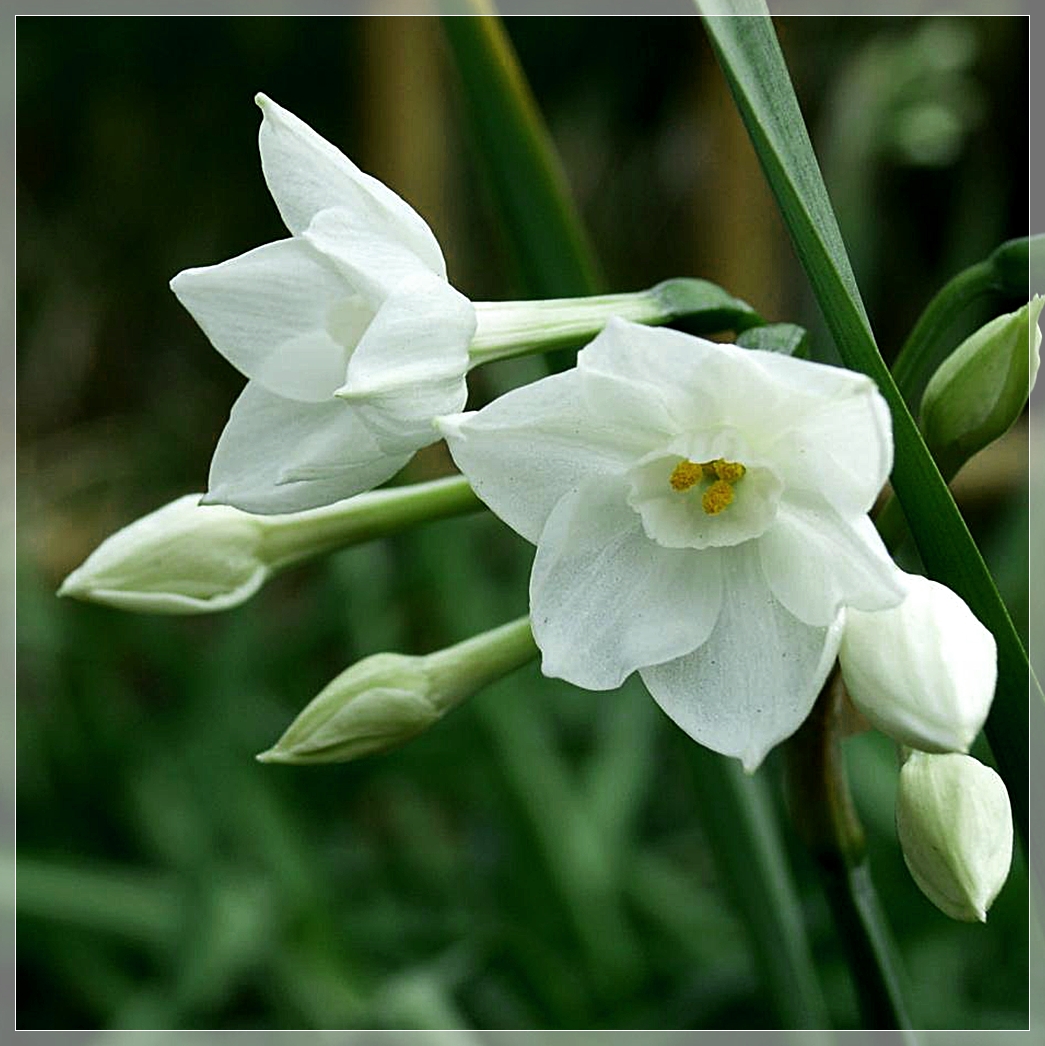 里山に見る白い花 襍感 点描18 67 緑 海気浴 襍にbloguru Bloguru