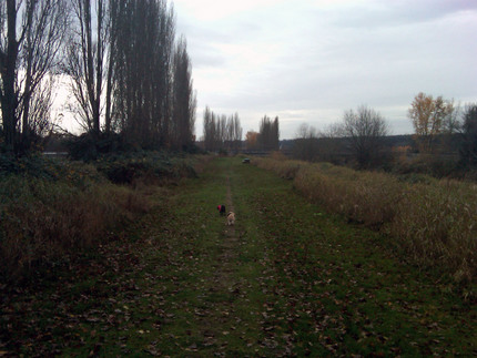 Morning Walk