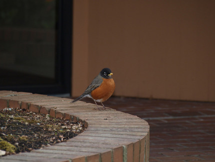 Cute Visitor