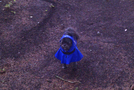 My Dog in the rain gear.