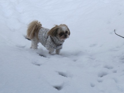 Dogs love snow