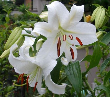 Smell of a flower.