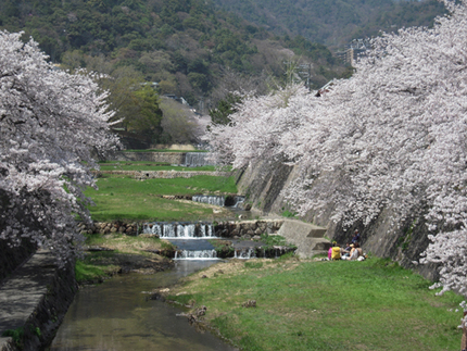 Cherry Blossom