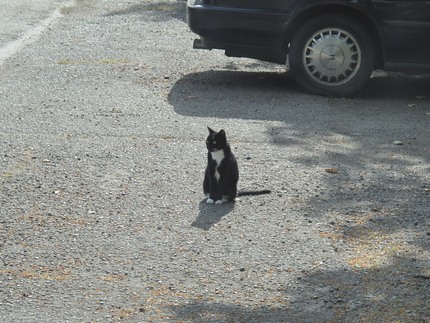 Lost Cat