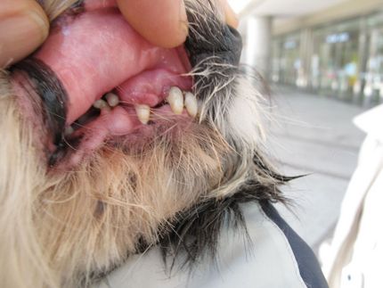 K9 Teeth Scaling Anesthesia Free