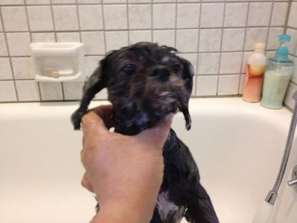 Pompom in the bath.