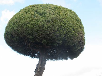 Bonsai or Funny Tree