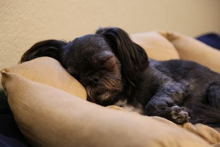 When Pompom sleeps...