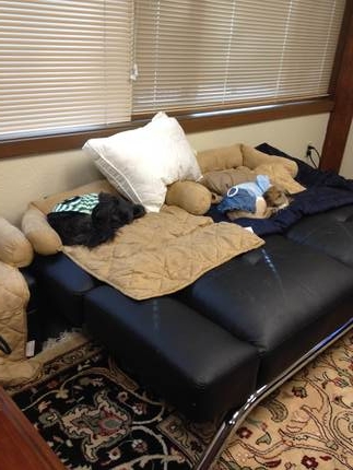 Dogs are sleeping