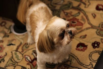 Tiny turned 10 today