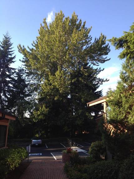 Big tree