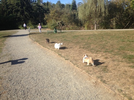 A day at a dog park.