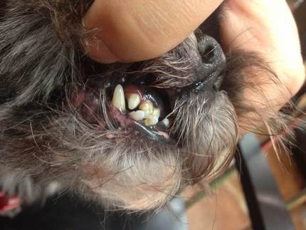PomPom's Teeth Cleaning
