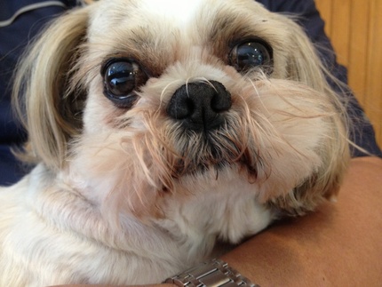 Tiny goes to surgery today.