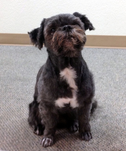 Pompom's New Haircut