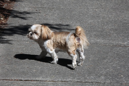 Tiny