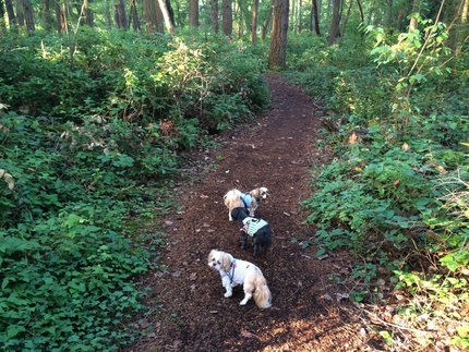 Morning Walk with Tiny, Pomp...