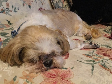 Tiny's Sleep