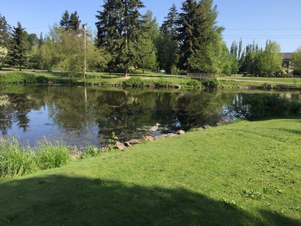 A Park with A Heron