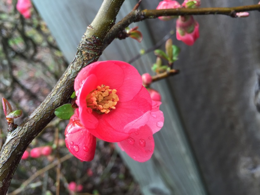 Spring is Coming