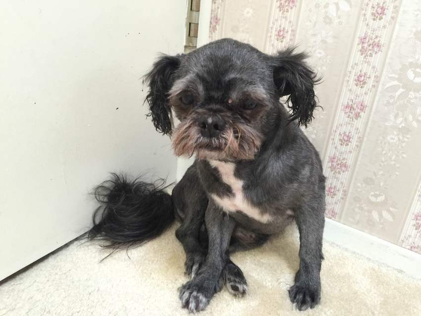 Pompom's hair cut.