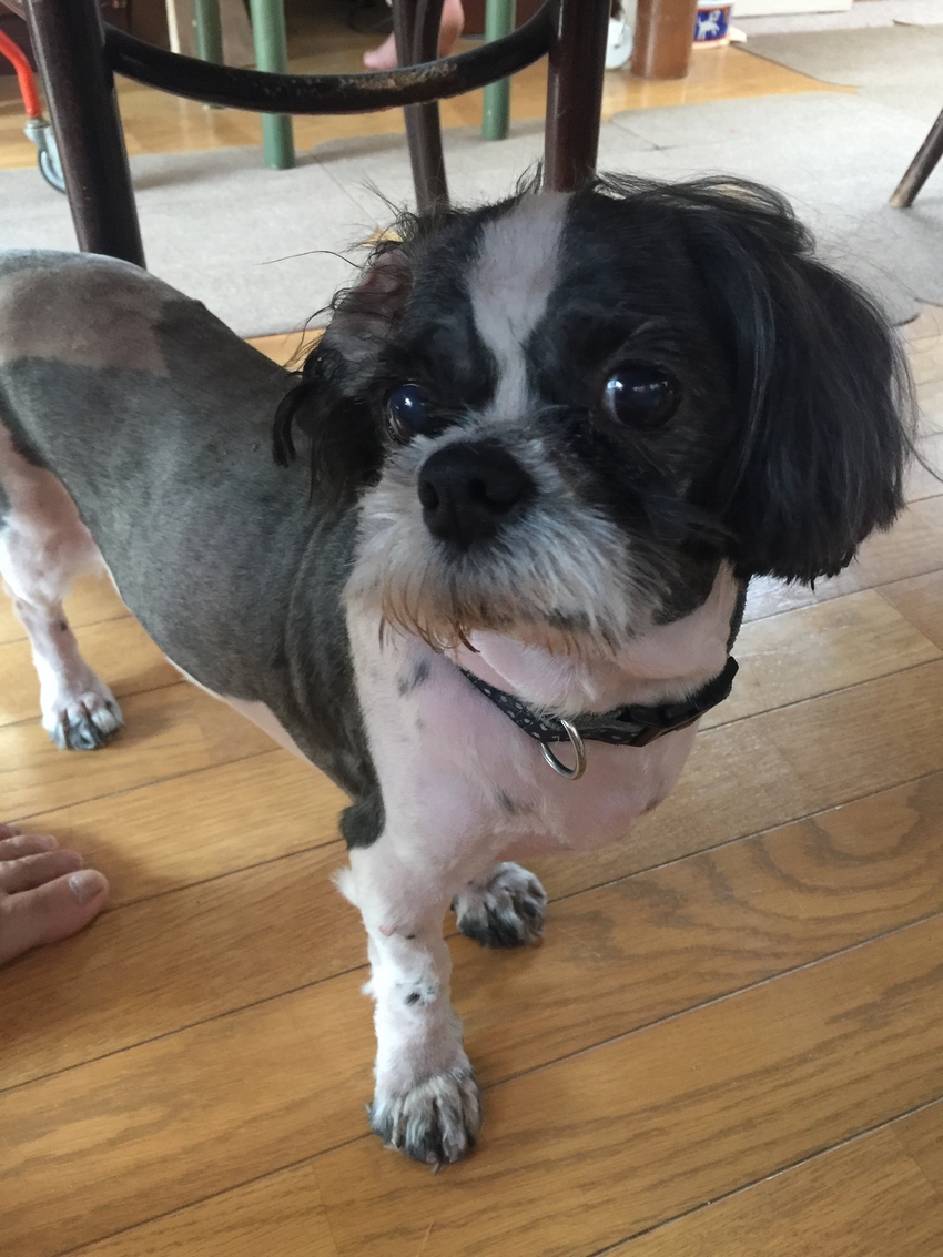 Cookie is having a surgery