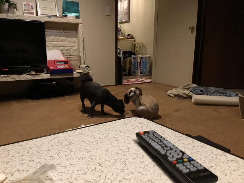 Taking Care of Three Dogs