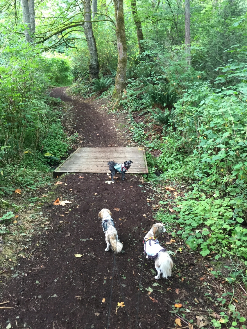 Saturday Morning Trail Walk