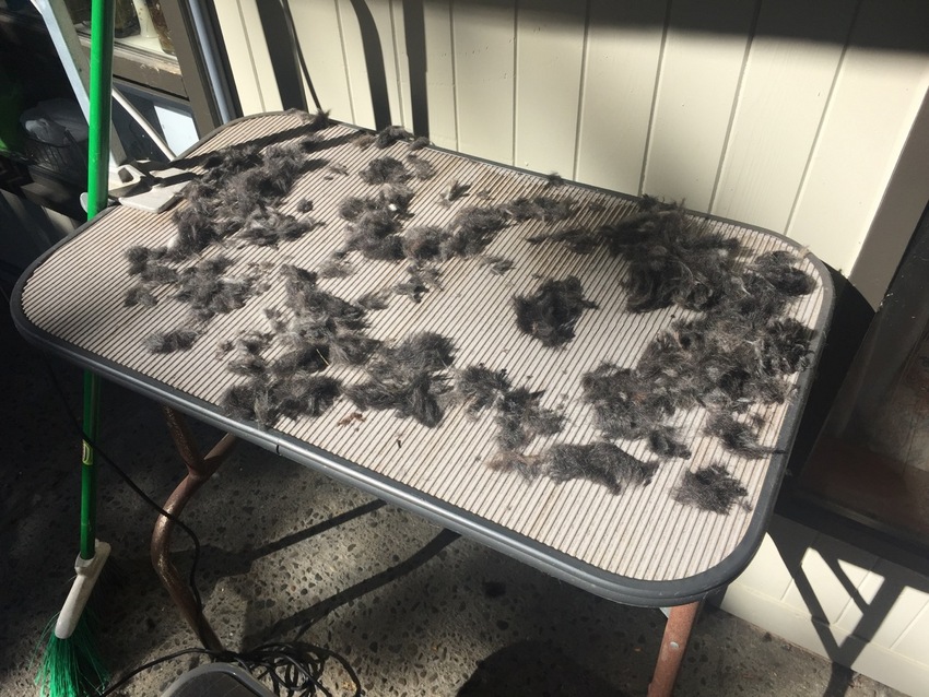 Pompom's Hair Cut