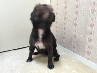 Wet Dog
