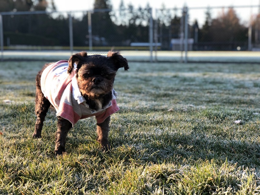 Pompom did not want walk mu...