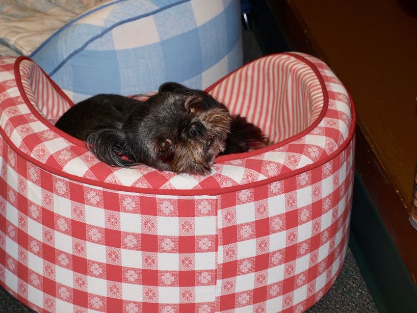 Pompom was quiet only when ...