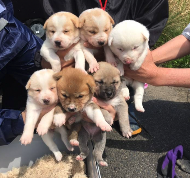 My Friend in Japan adopted o...