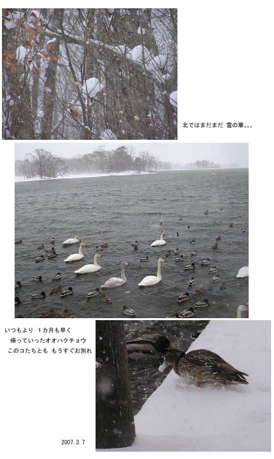 白い雪の華　〜戻ってきた冬の大...
